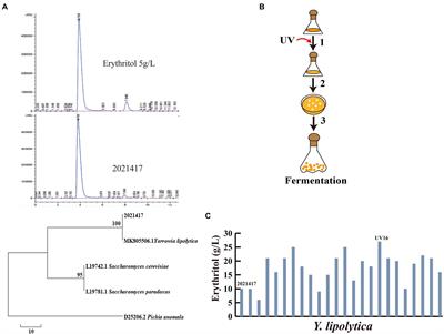 Enhancing erythritol production from crude glycerol in a wild-type Yarrowia lipolytica by metabolic engineering